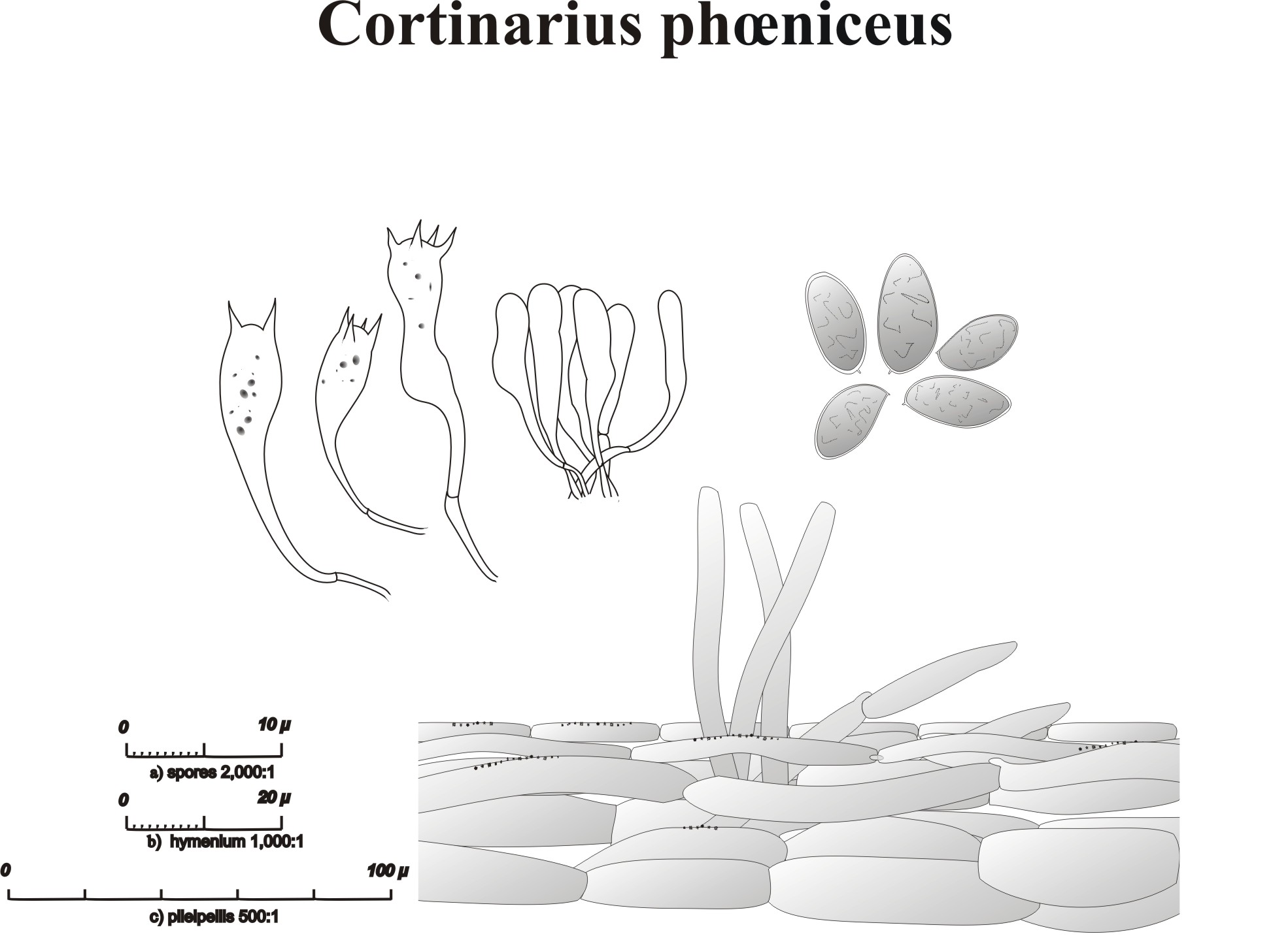 Cortinarius (Dermocybe) phoeniceus
