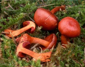Cortinarius (Dermocybe) phoeniceus