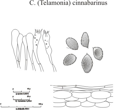 Cortinarius (Dermocybe) phoeniceus