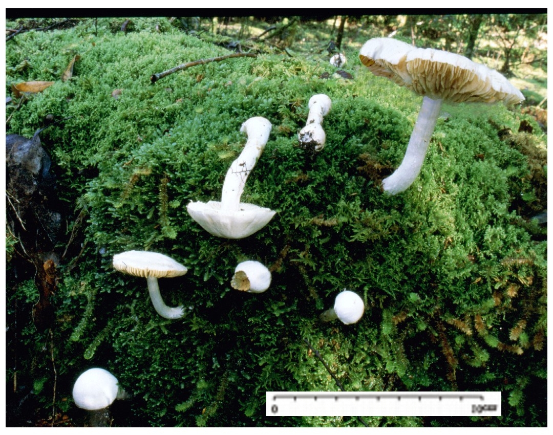Cortinarius mariae