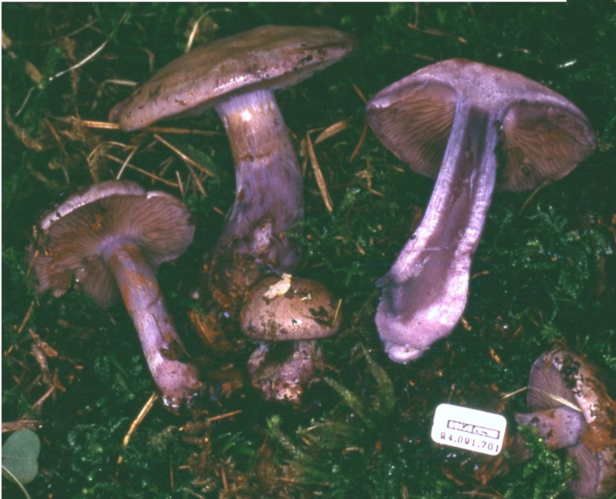 Cortinarius porphyropus