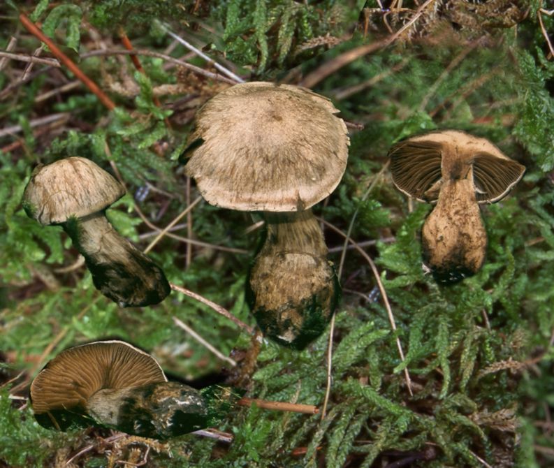 Cortinarius aprinus