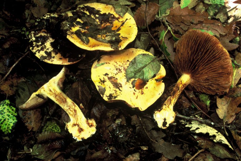 Cortinarius splendens v. C. meinhardii