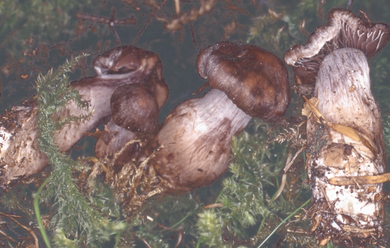 Cortinarius malachius