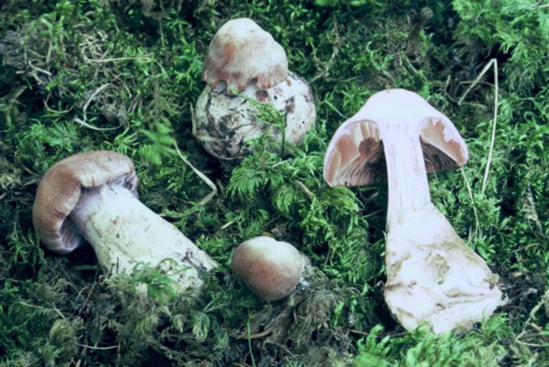 Cortinarius malachius