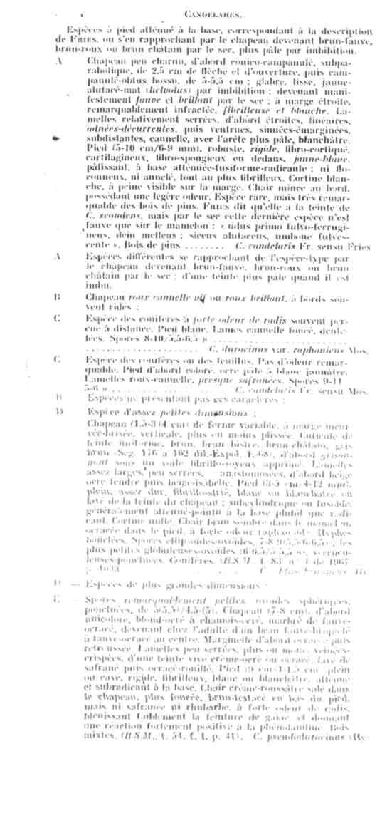 Cortinarius candelaris?