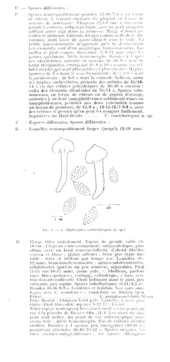 Cortinarius candelaris?