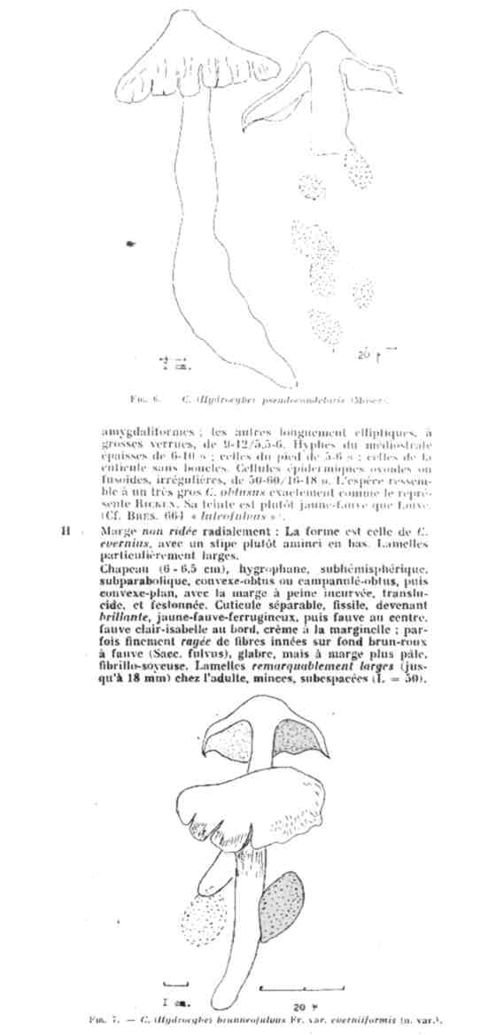 Cortinarius candelaris?