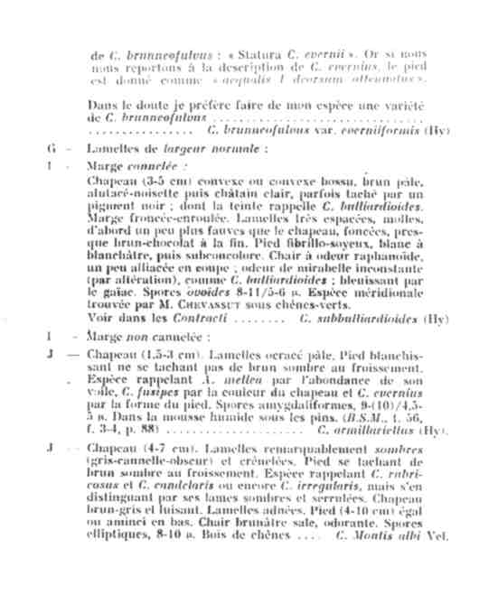 Cortinarius candelaris?