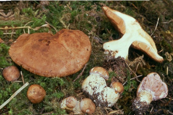 Cortinarius balteatotomentosus