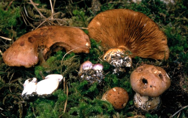 Cortinarius balteatotomentosus