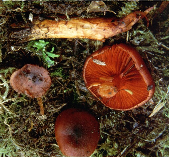 Cortinarius persplendidus (Horak) Gasparini