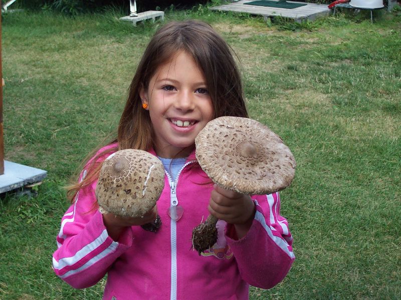 Macrolepiota Procera?