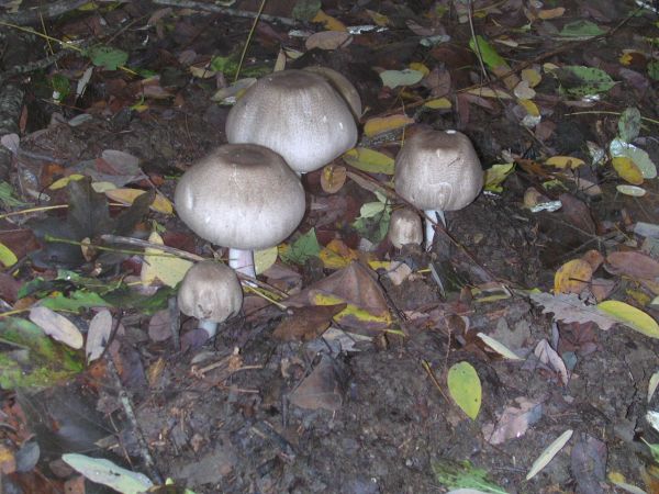 Agaricus sp.