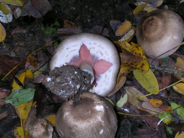 Agaricus sp.