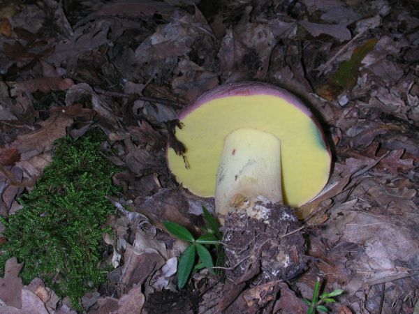 boleto regius ?