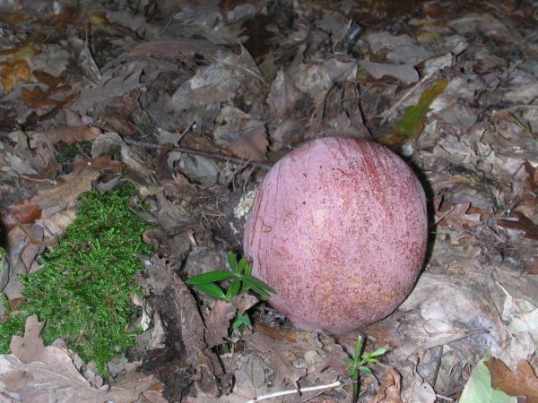 boleto regius ?