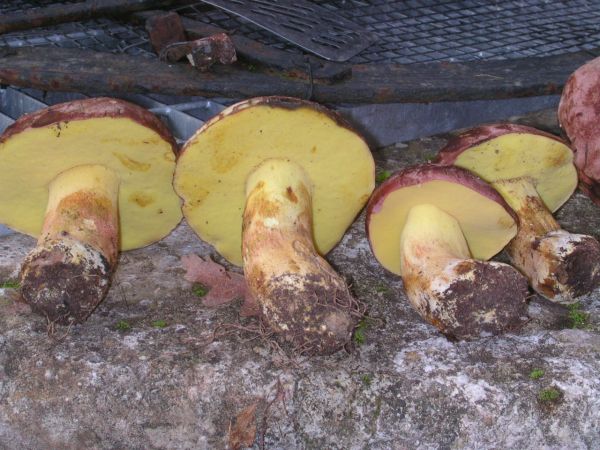 boleto regius ?