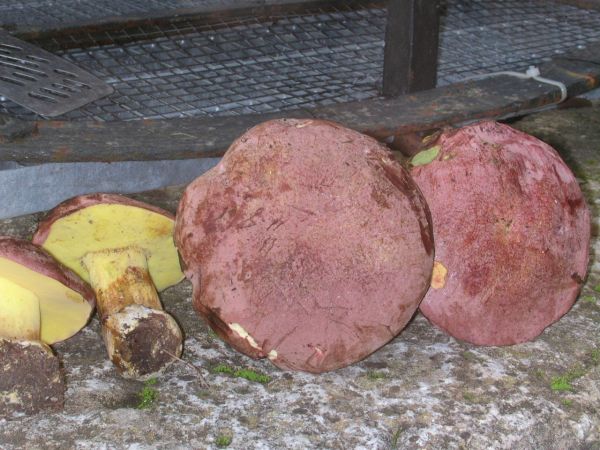 boleto regius ?