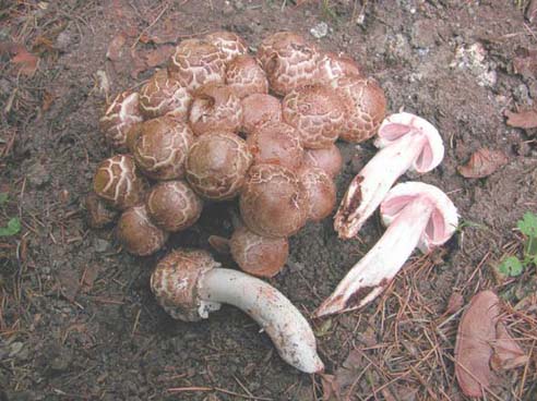 Agaricus bohusii