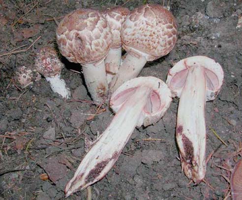 Agaricus bohusii