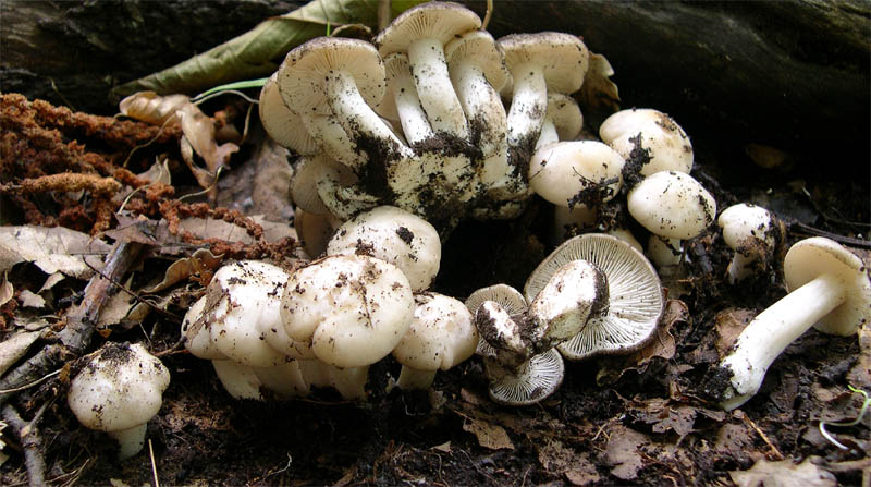 I Miei Funghi (1�)