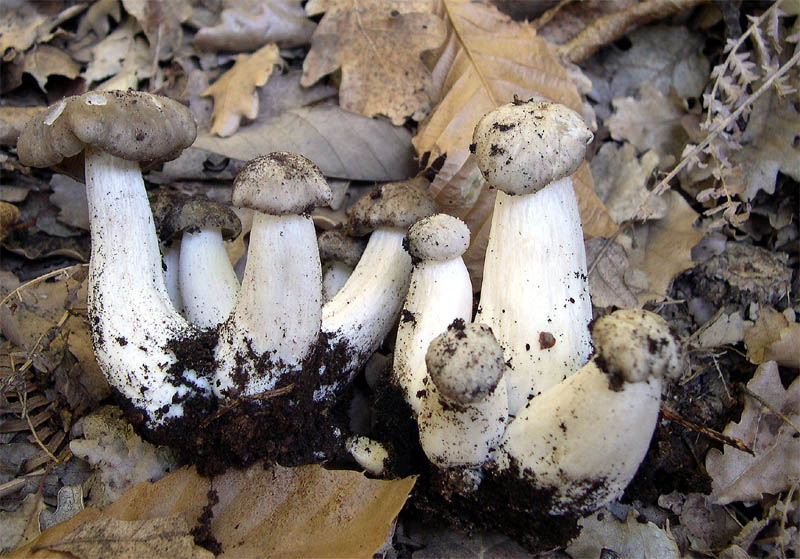 I Miei Funghi (1�)