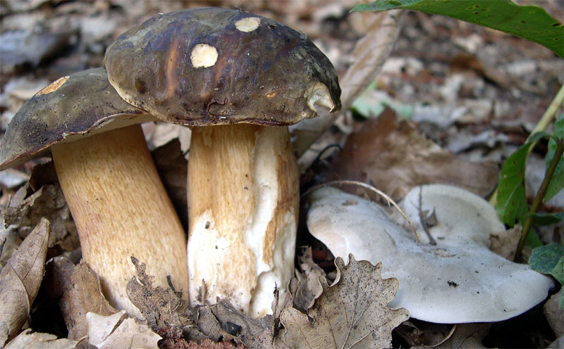 I Miei Funghi (1�)