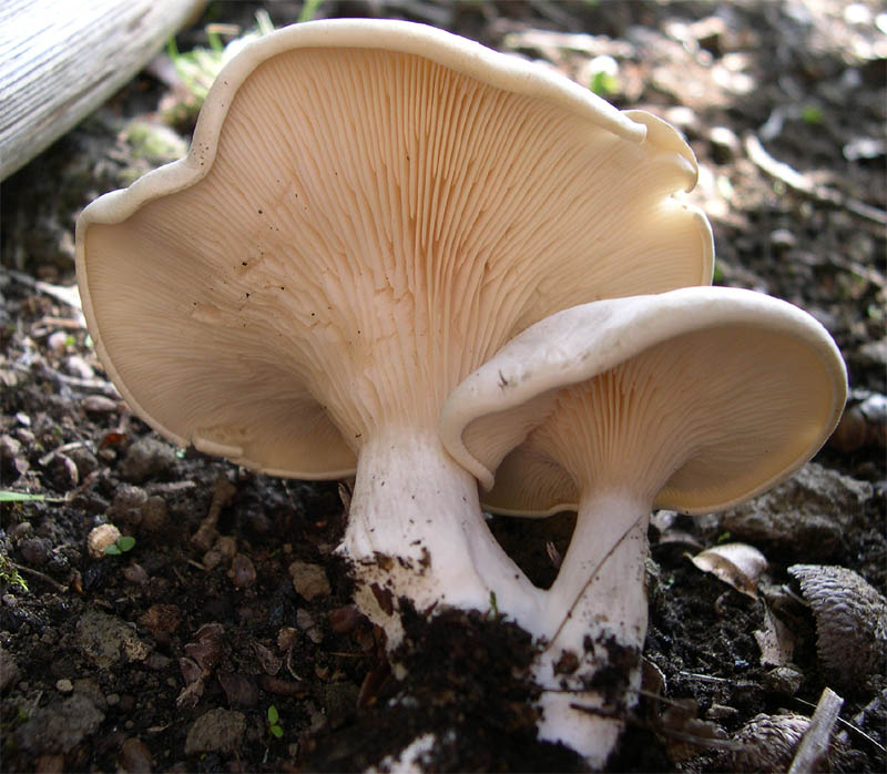 I Miei Funghi (1�)