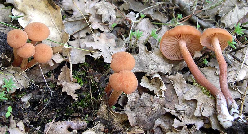 I Miei Funghi (1�)