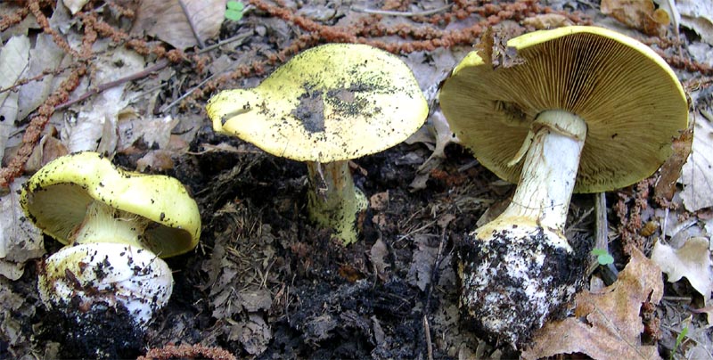 I Miei Funghi (1�)