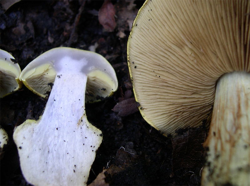 I Miei Funghi (1�)