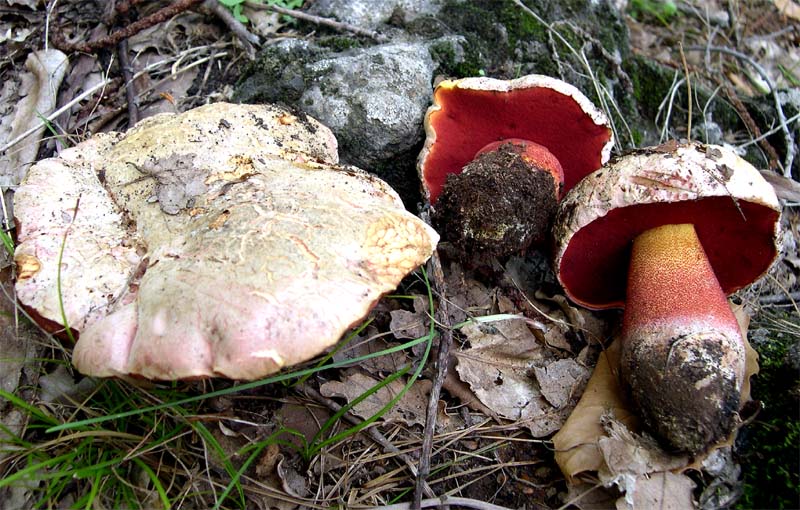 I Miei Funghi (1�)