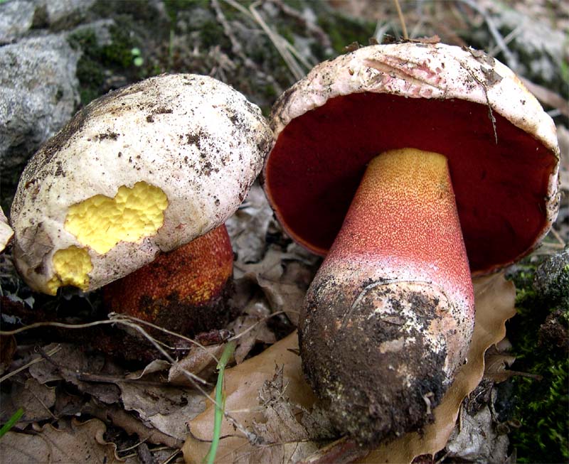 I Miei Funghi (1�)