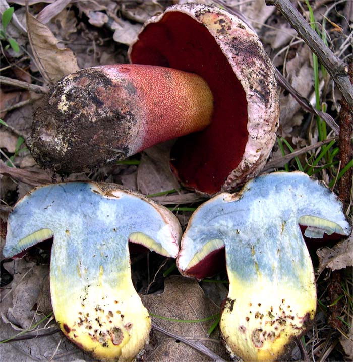 I Miei Funghi (1�)