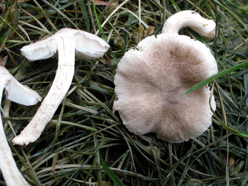 Quale Tricholoma