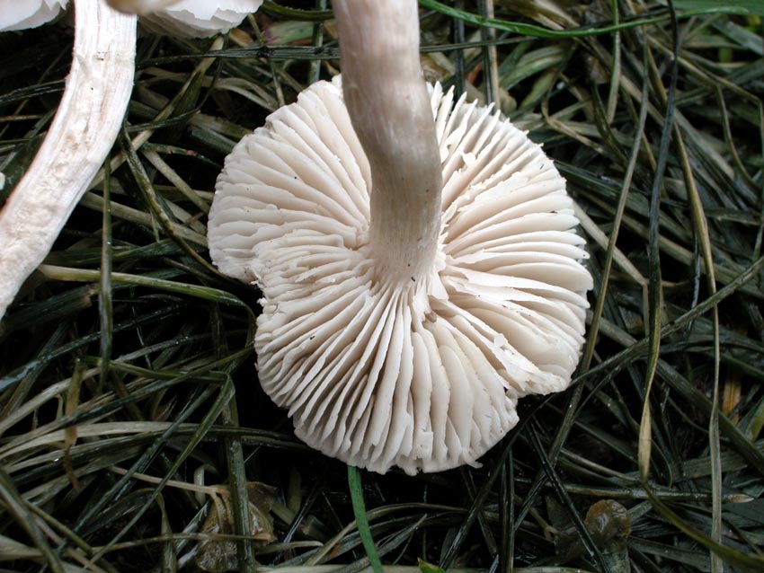 Quale Tricholoma
