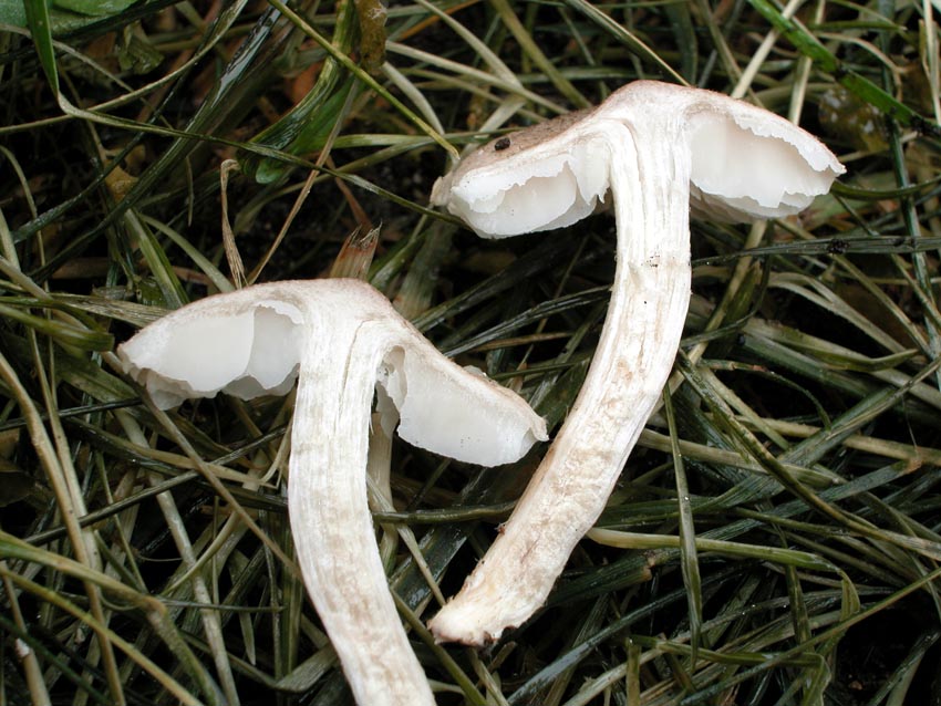 Quale Tricholoma