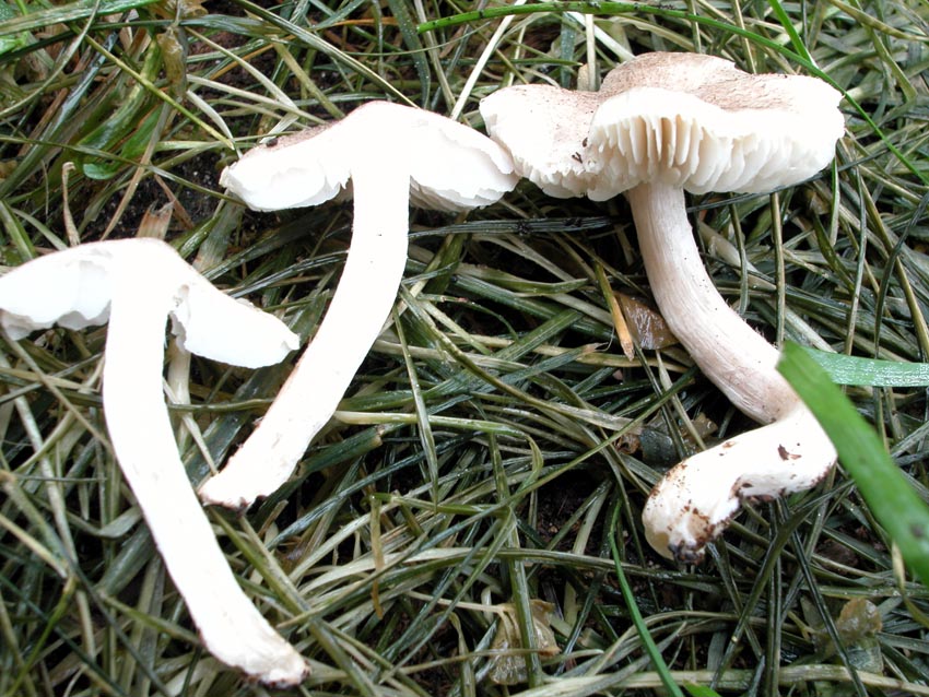 Quale Tricholoma