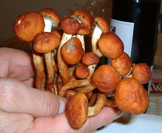 Hypholoma sublateritium