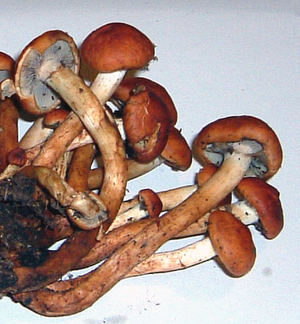 Hypholoma sublateritium