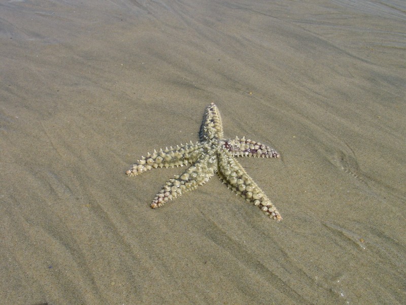 Echinodermata - Marthasterias glacialis (Linn, 1758)