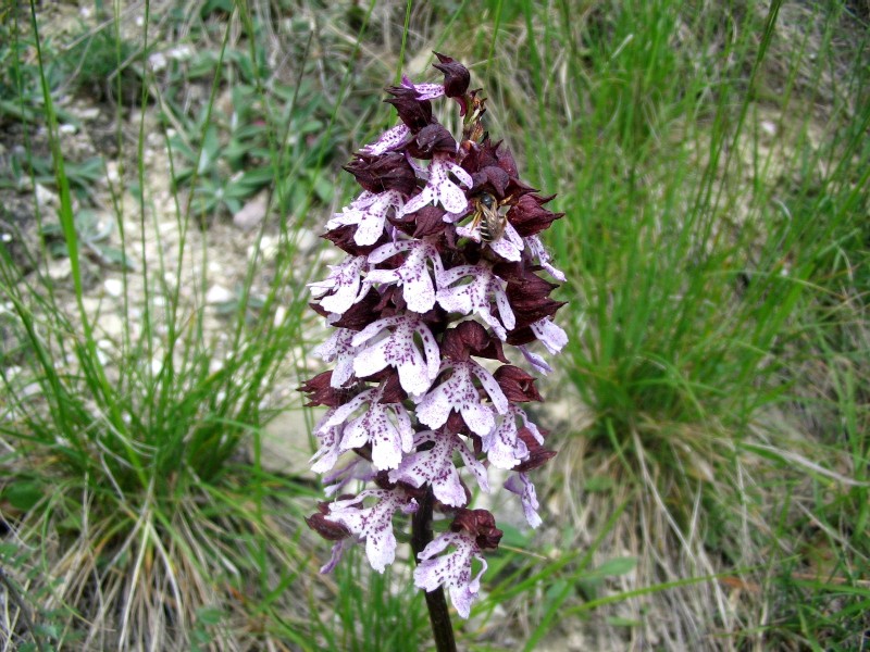 Orchis purpurea