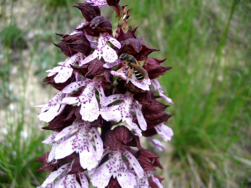 Orchis purpurea