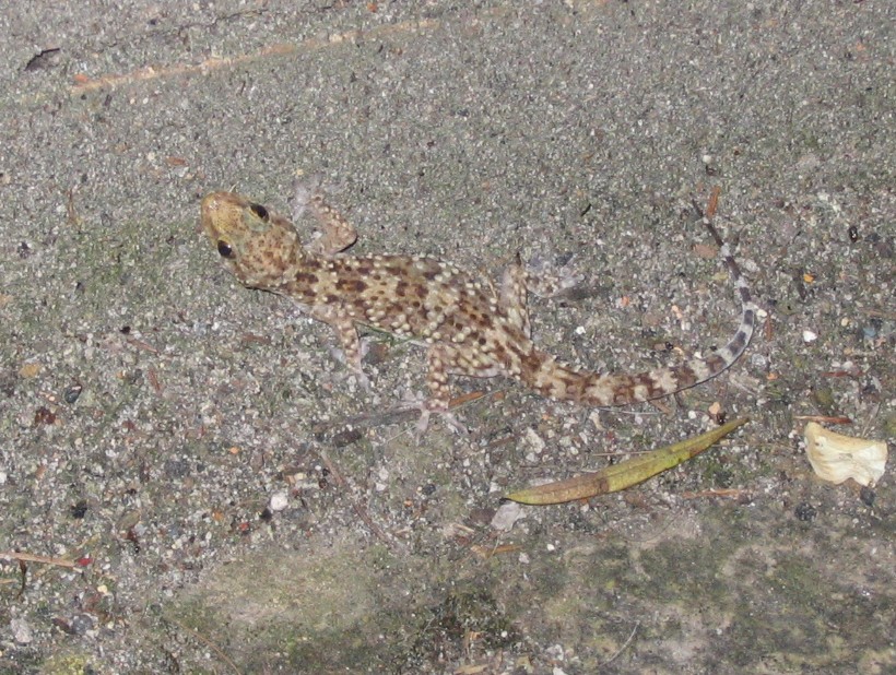 Hemidactylus turcicus