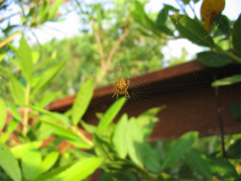 Araneus diadematus