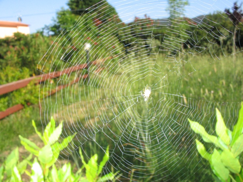 Araneus diadematus