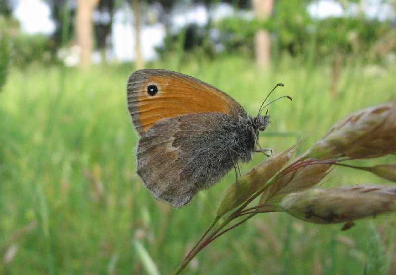 Coenonympha pamphilus e Thomisus onustus