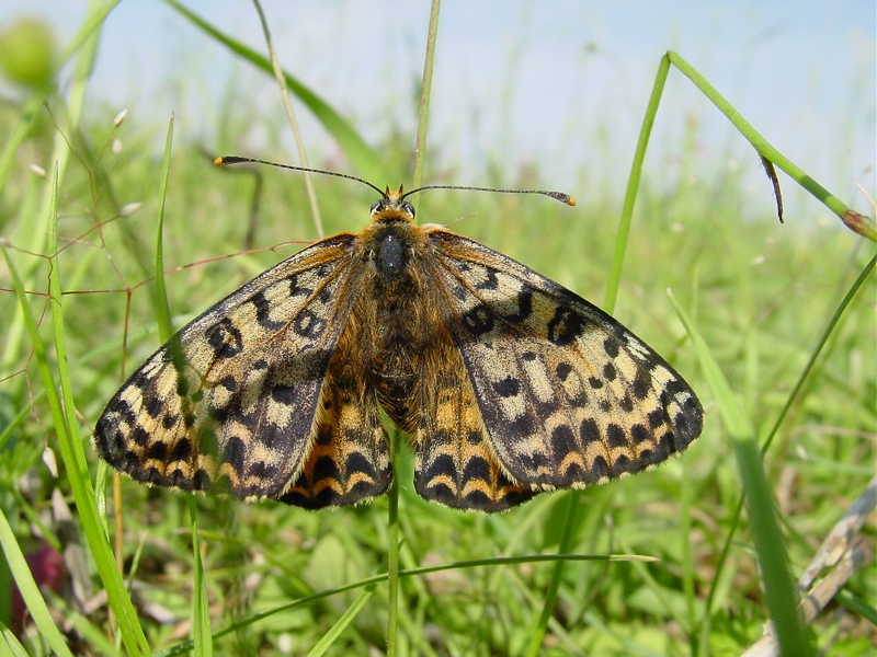 Melitaea didyma