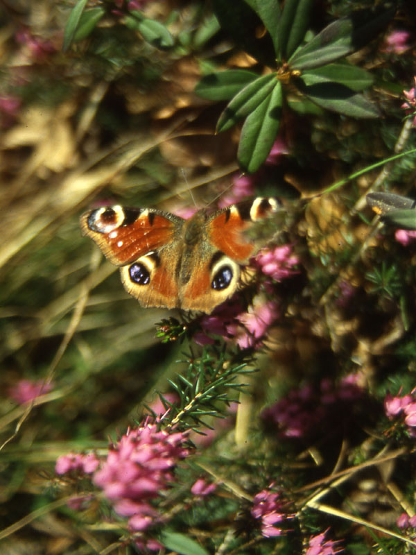 Aglais io-Nymphalidae e Arctia caja-Arctiidae...dal Trentino